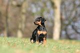 DOBERMANN 366